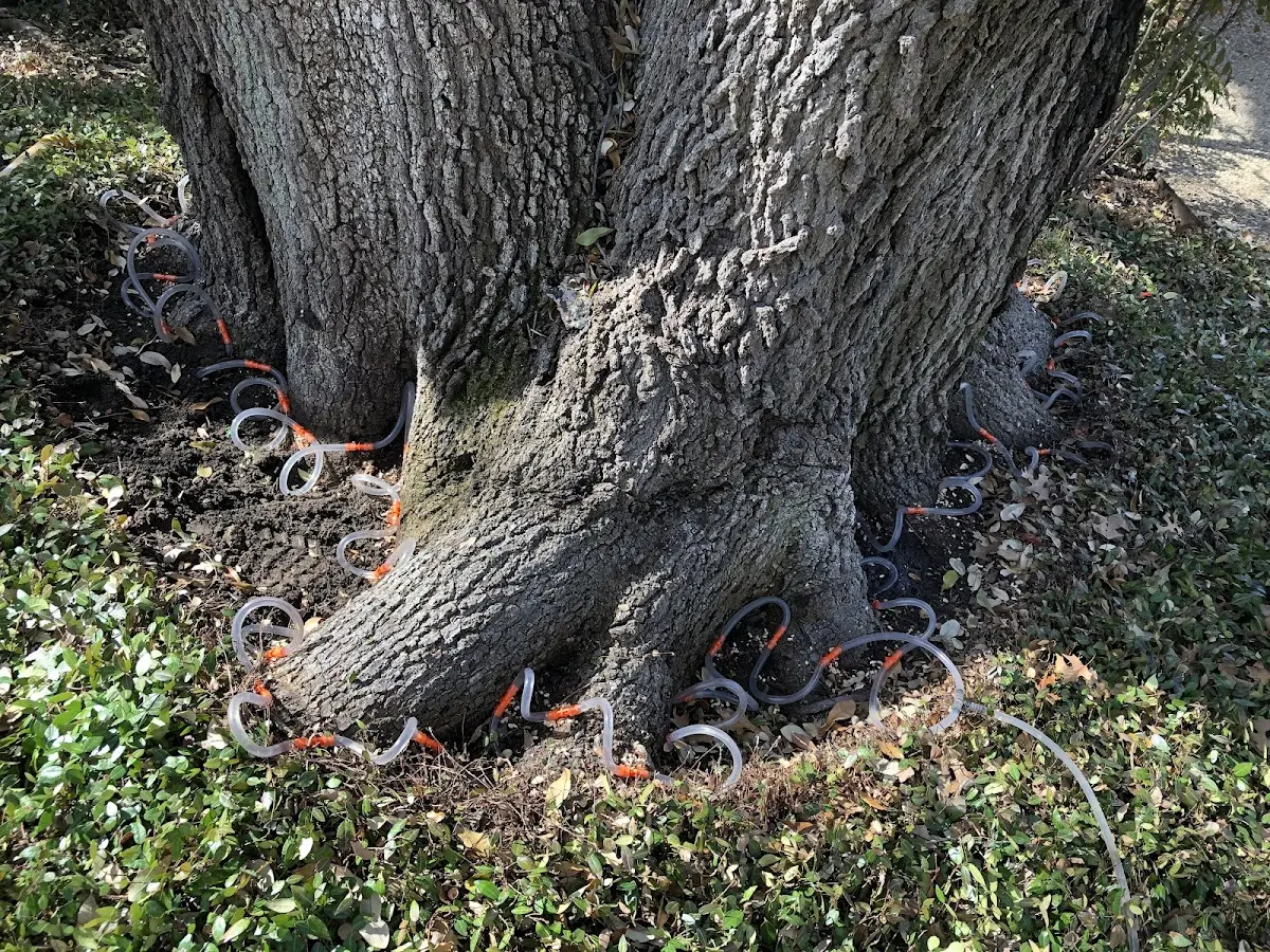 Detailed Tree Cabling and Bracing job site in Weare