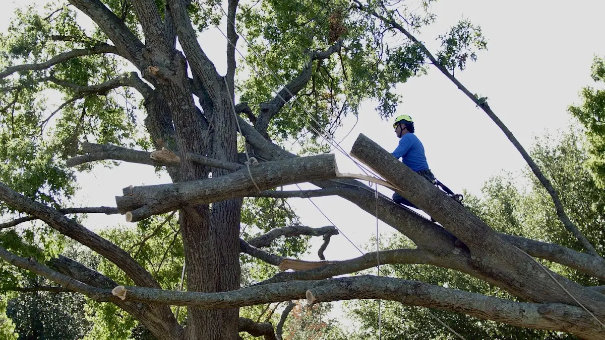 Professional Crown Thinning performed by certified arborists in Weare